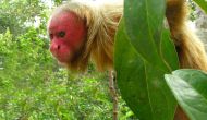 Do you know what UAKARI is? (New Species)