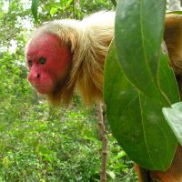 Do you know what UAKARI is? (New Species)
