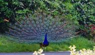 The Amazing Bird, Peafowl (Peacock)